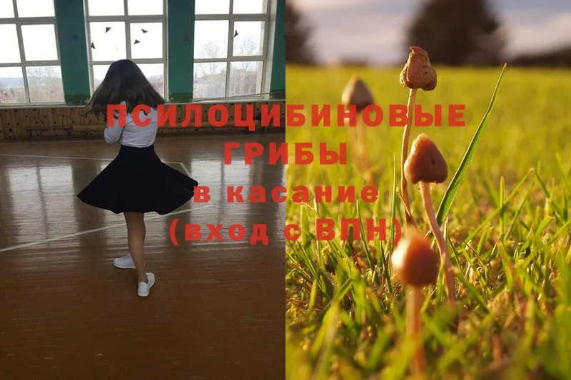 Псилоцибиновые грибы Magic Shrooms  где найти   Владимир 